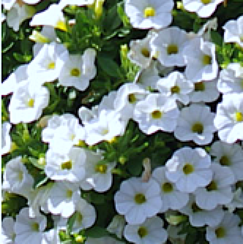 superbells unique white